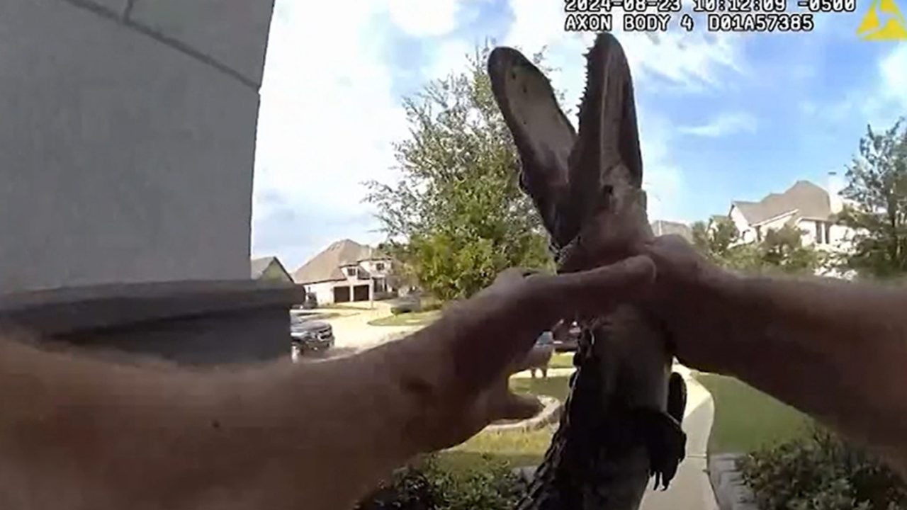 Texas Cop Wrangles Alligator, No Gloves Needed in Body Cam Footage