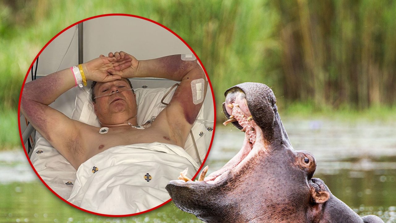 British Man ‘Badly Chewed Up’ in Hippo Attack