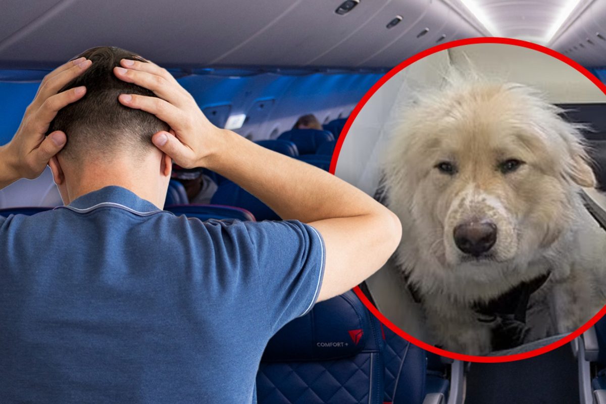 Delta Passenger Fumes After Service Dog Allegedly Replaces Him in First Class